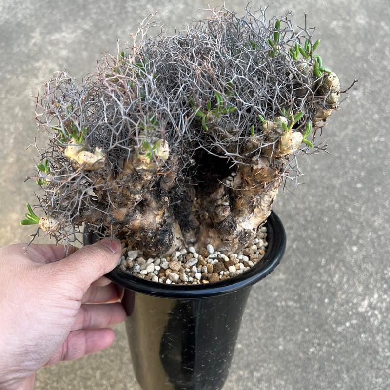 チレコドン レティキュラータス 万物想 | STELLA.PLANTS チレコドン レティキュラータス 万物想 | STELLA.PLANTS
