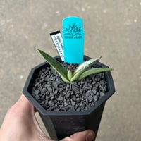 ①発根済み Hidden Agave titanota 'creep' Agave titanota 'Creep'1 | STELLA.PLANTS