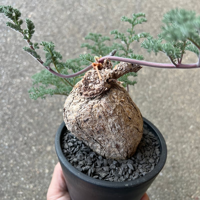 ペラルゴニウム トリステ | STELLA.PLANTS