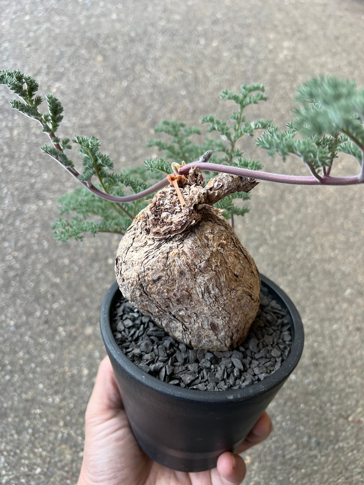 ペラルゴニウム トリステ | STELLA.PLANTS