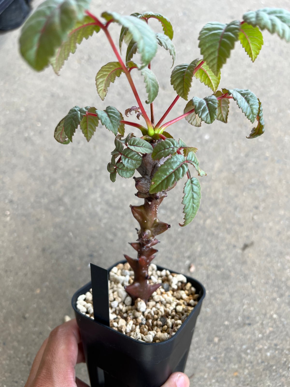 ベイセリア メキシカーナ | STELLA.PLANTS