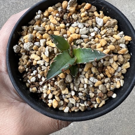 アガベ チタノタ 'シーザー'  子株