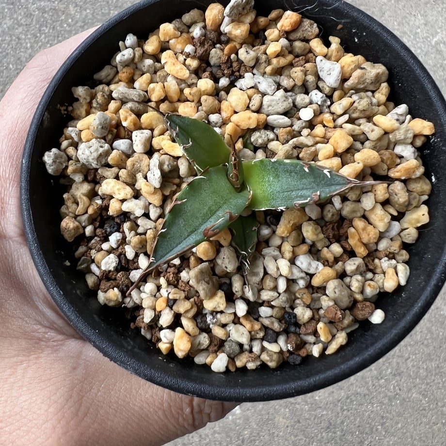 6386bf4af0bdc44b69082a44