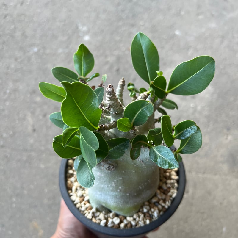 アデニウム アラビカム スーパードワーフ3 | STELLA.PLANTS
