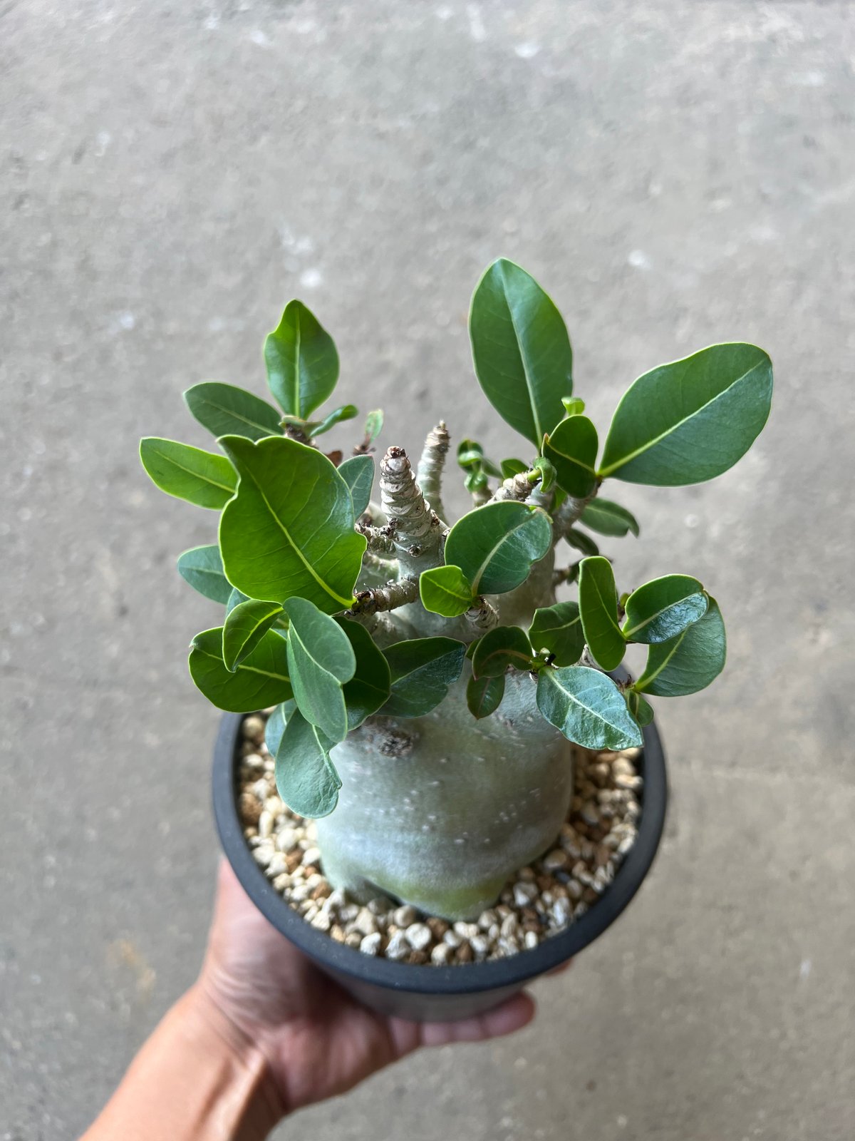 アデニウム アラビカム スーパードワーフ3 | STELLA.PLANTS