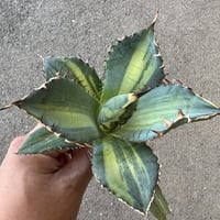 アガベ チタノタ 狼人 3 | STELLA.PLANTS