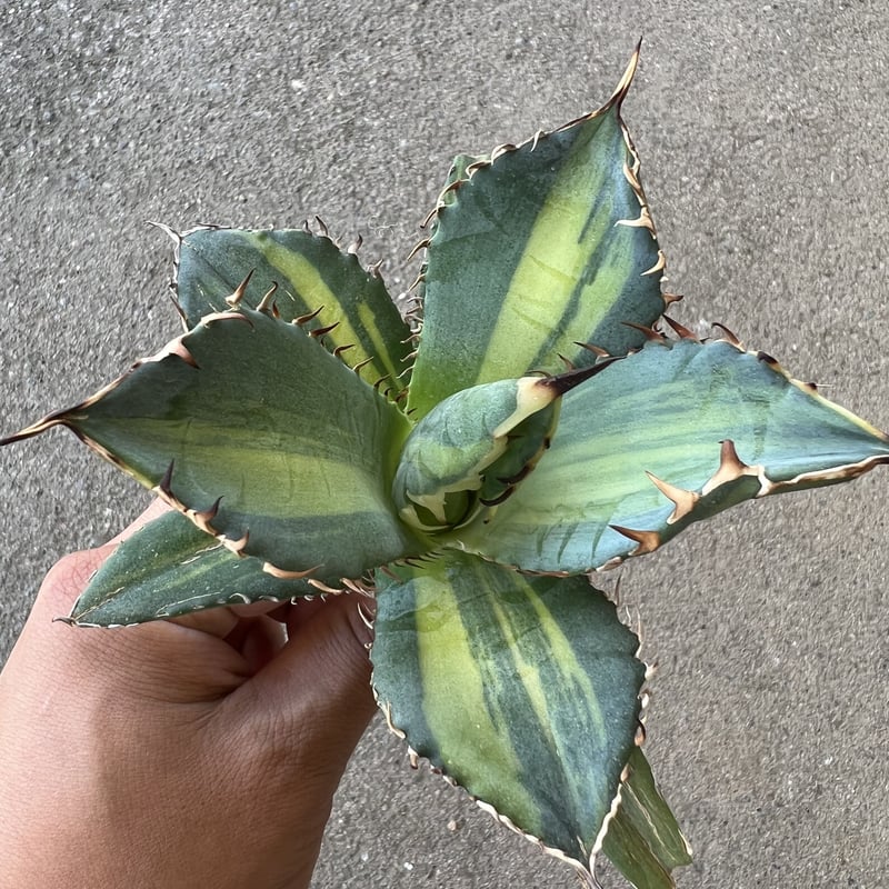 アガベ チタノタ 縞斑 | STELLA.PLANTS