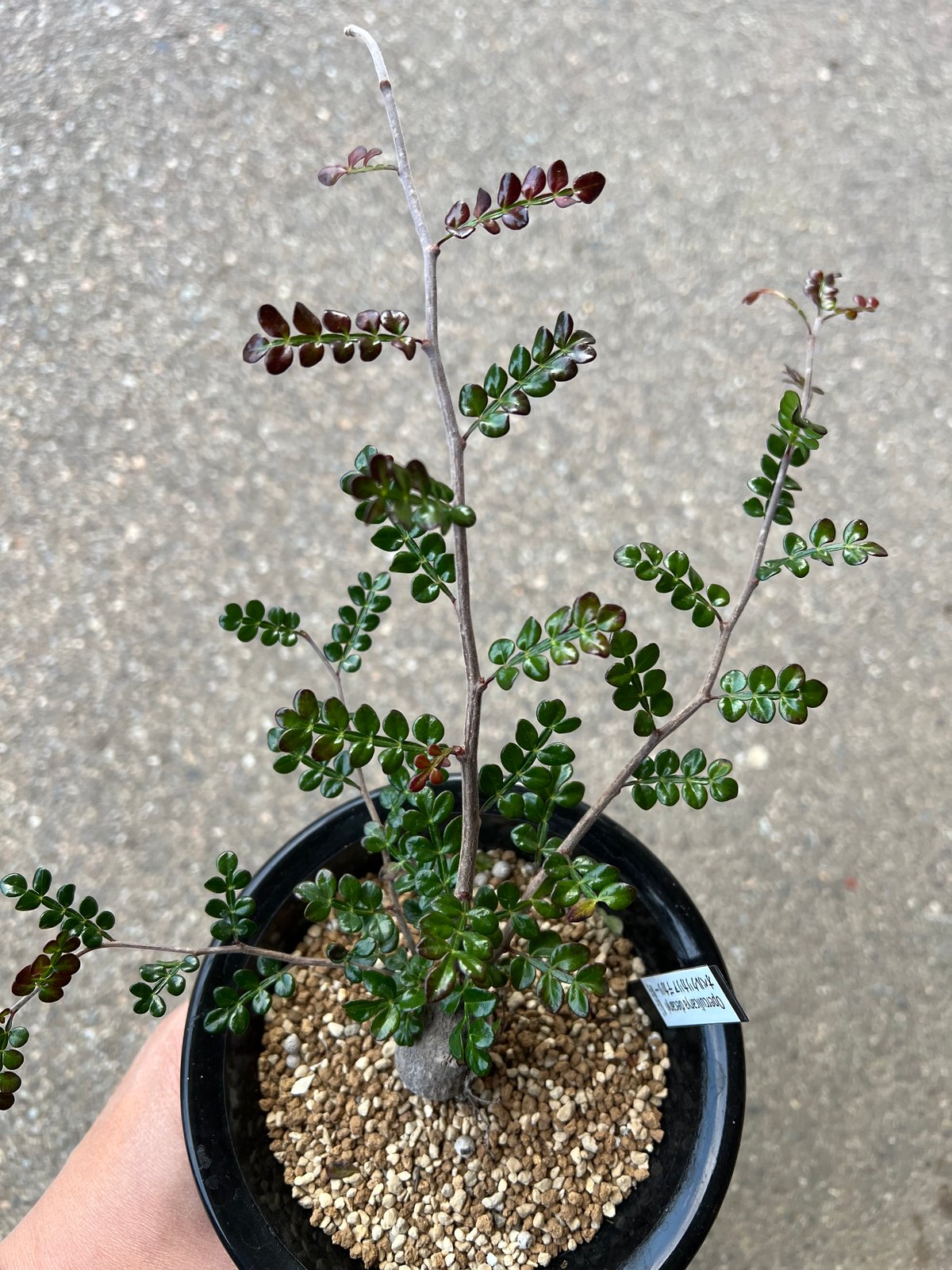 オペルクリカリア デカリー5 | STELLA.PLANTS