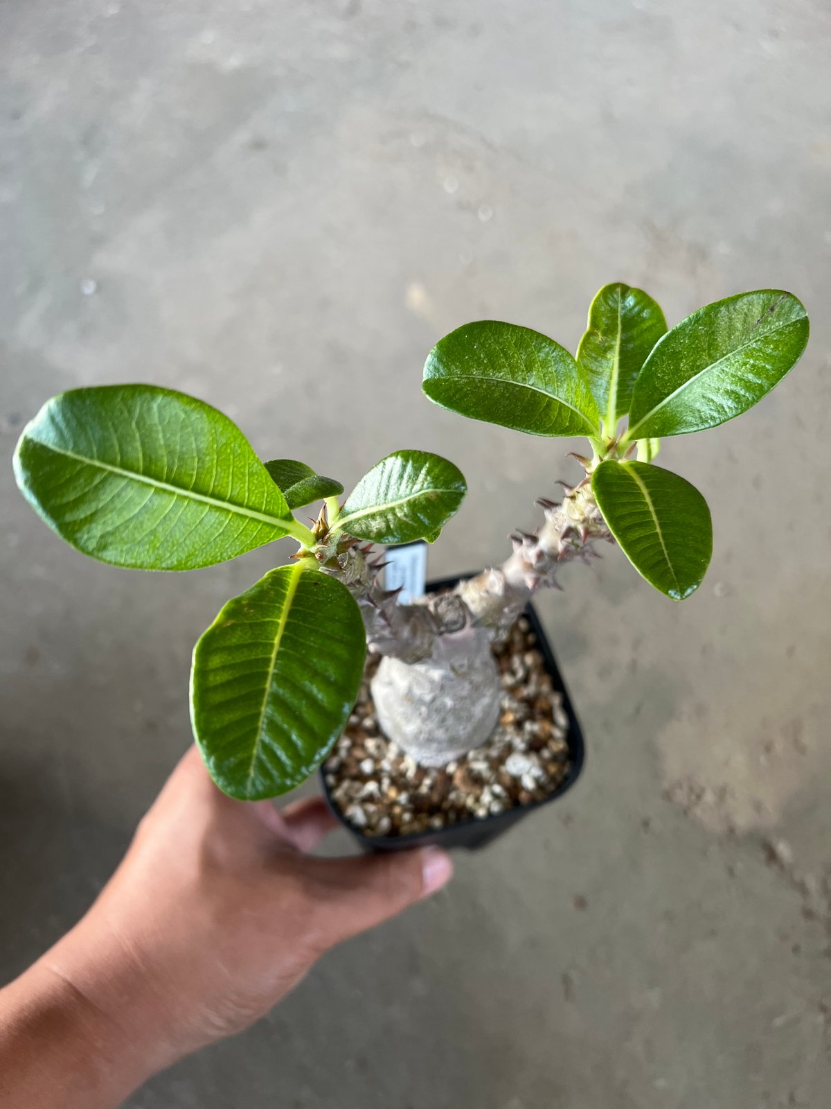 パキポディウム・ウインゾリー実生② Pachypodium Windsorii plants250522u30-247x296.jpg