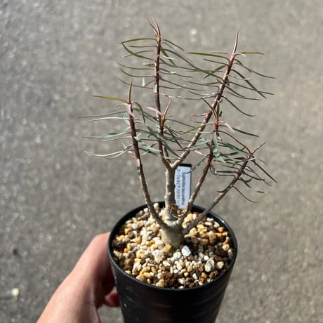 バルサミフェラ | STORES