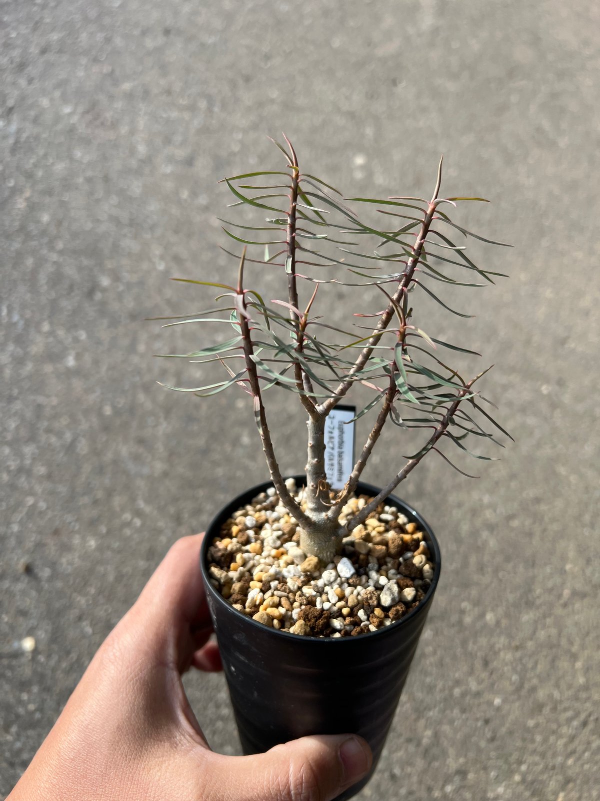 ユーフォルビア バルサミフェラ2 | STELLA.PLANTS