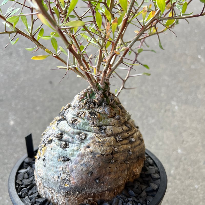 フォークイエリア コルムナリス 観峰玉 | STELLA.PLANTS