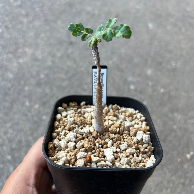 ボスウェリア サクラ Boswellia sacra Boswellia sacra