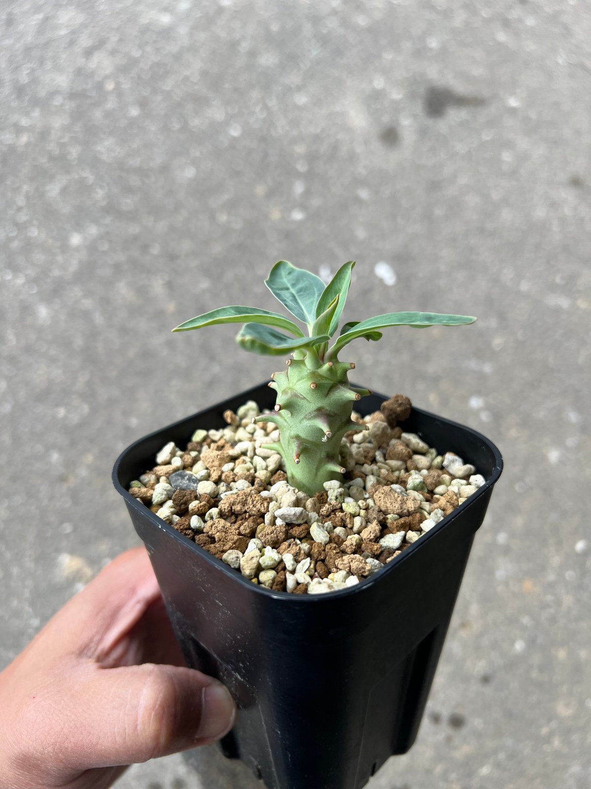 ユーフォルビア ロンギツベルクローサ1 | STELLA.PLANTS