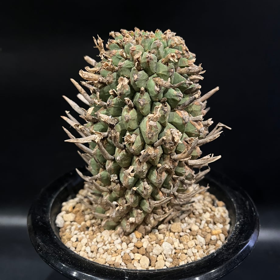 675a97f6ff050403b9fb91dc