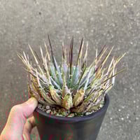 アガベ チタノタ '狼牙' | STELLA.PLANTS