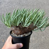 チレコドン　ペアルソニー チレコドン ペアルソニー6 | STELLA.PLANTS