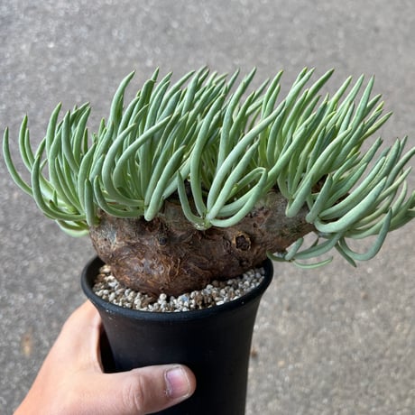 チレコドンペアルソニー | STORES