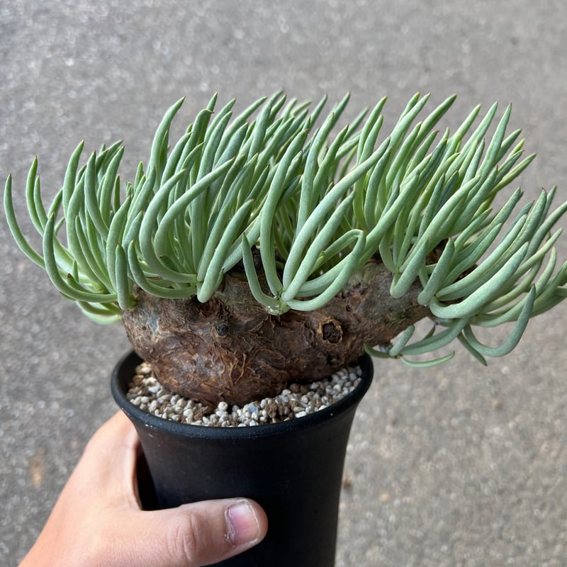 チレコドン ペアルソニー3.5-1 | STELLA.PLANTS