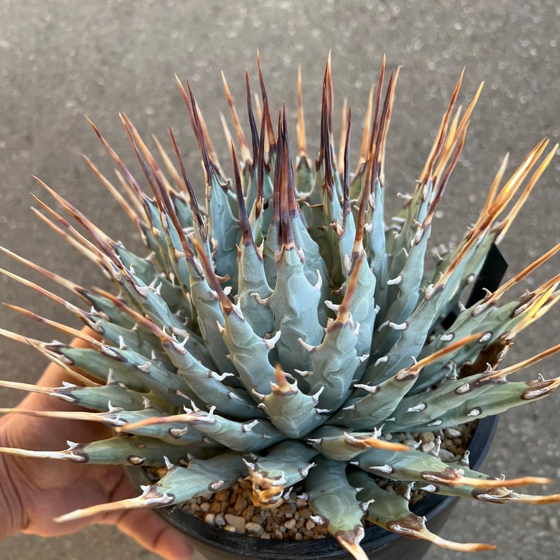 ユタエンシス エボリスピナ 6寸鉢 | STELLA.PLANTS