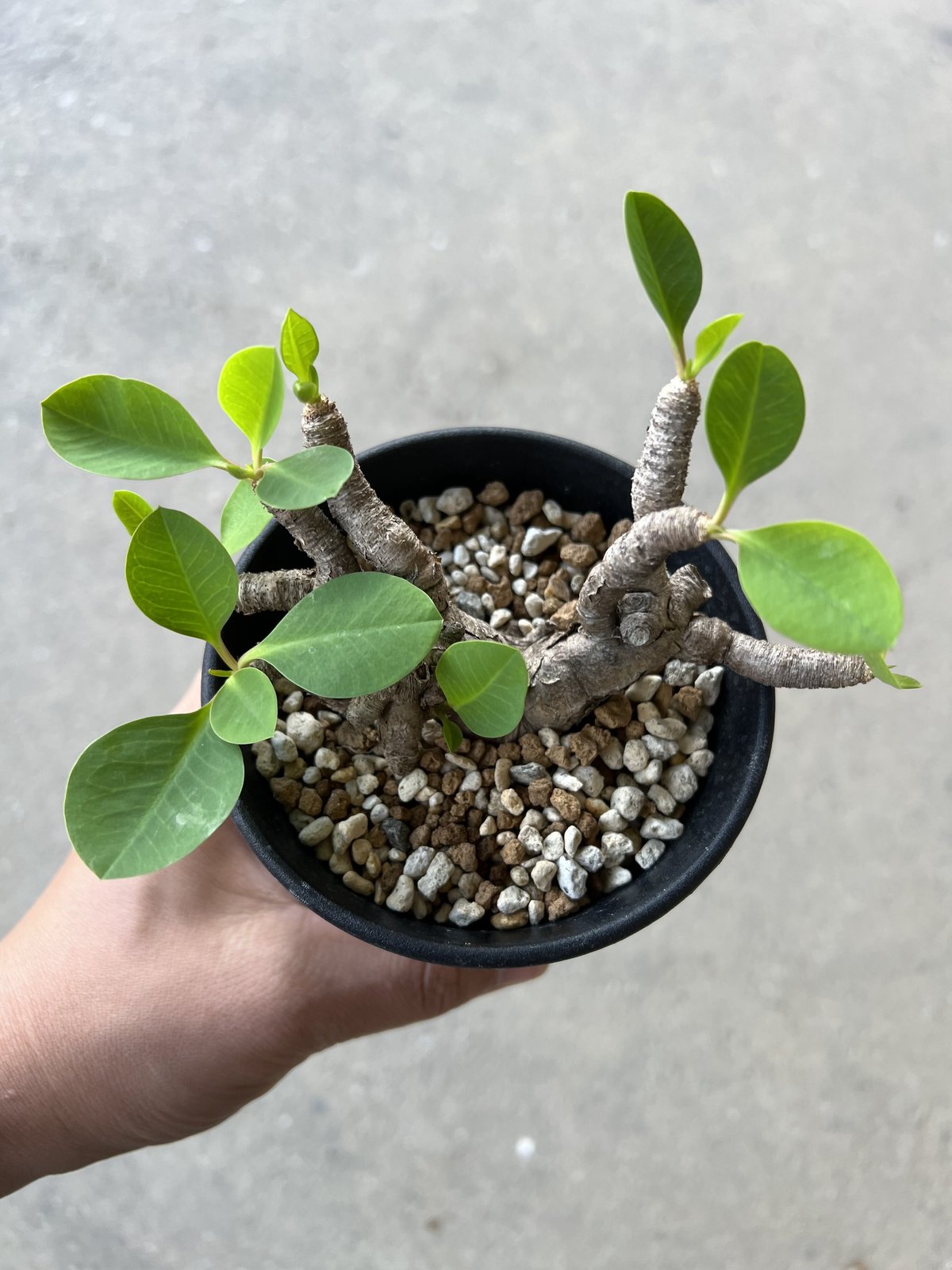 ユーフォルビア イトレメンシス | STELLA.PLANTS