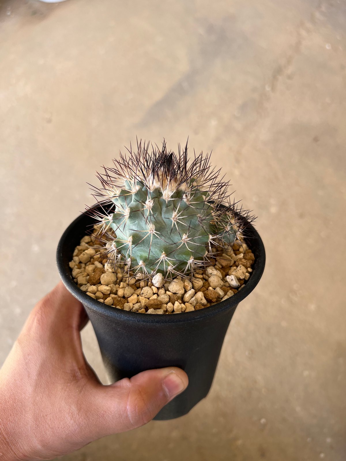 スクレント　珍しいサボテン 武倫柱　レア　多頭　群生 珍しいサボテン 武倫柱レア多頭群生