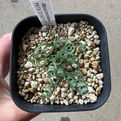 south peak plants出品 Snow peak (スノーピーク) ファニチャーアクセサリー ブラック