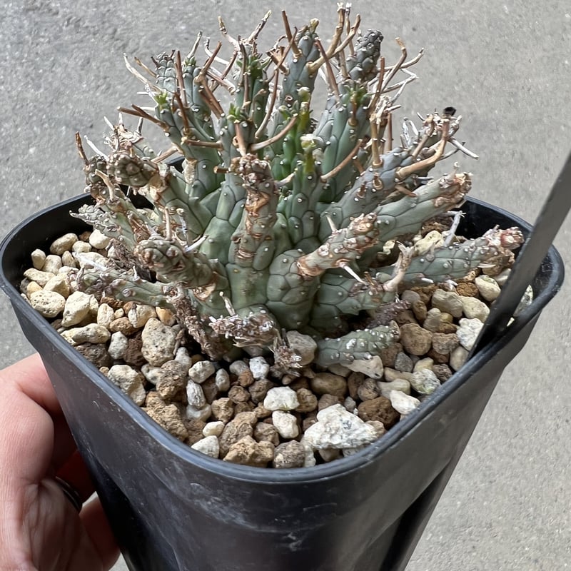 ユーフォルビア デセプタ | STELLA.PLANTS ユーフォルビア デセプタ | STELLA.PLANTS
