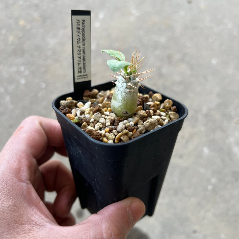 【週末限定SALE】光堂 ナマクアナム パキポディウム パキポディウム ナマクアナム 光堂3 | STELLA.PLANTS