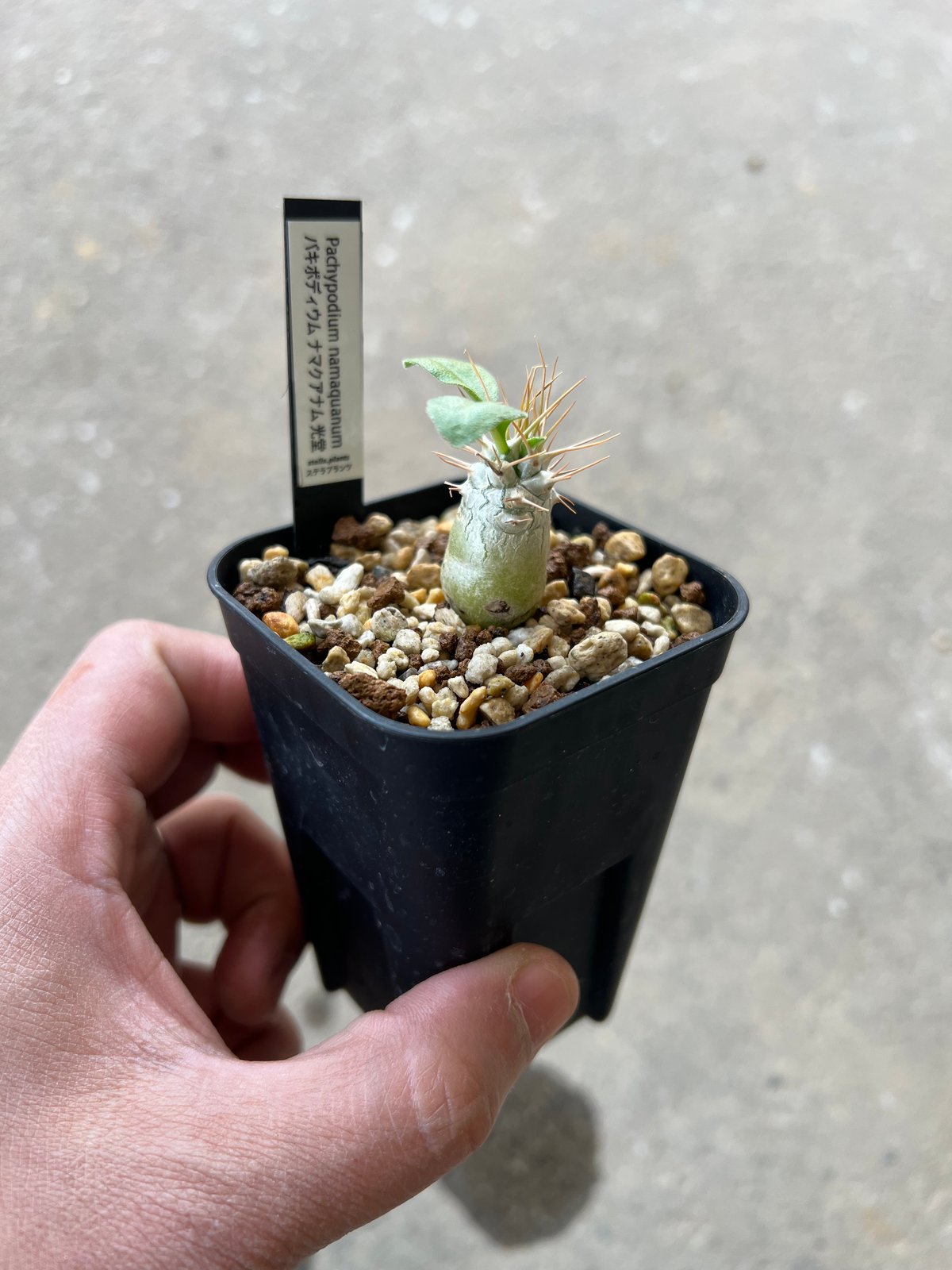 光堂 ナマクアナム パキポディウム パキポディウム ナマクアナム 光堂3 | STELLA.PLANTS