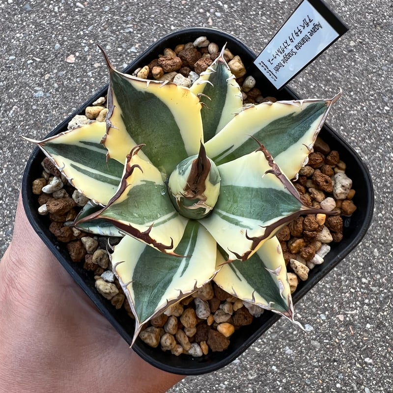 チタノタ スナグルトゥース | STELLA.PLANTS チタノタ スナグルトゥース | STELLA.PLANTS