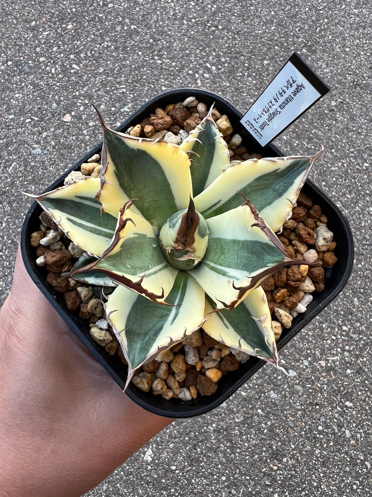 チタノタ スナグルトゥース | STELLA.PLANTS チタノタ スナグルトゥース | STELLA.PLANTS