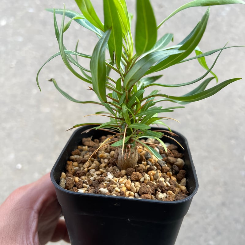 フォークイエリア プルプシー実生 | STELLA.PLANTS フォークイエリア プルプシー実生 | STELLA.PLANTS
