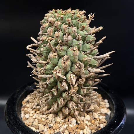 ユーフォルビア スコエランディ　闘牛角