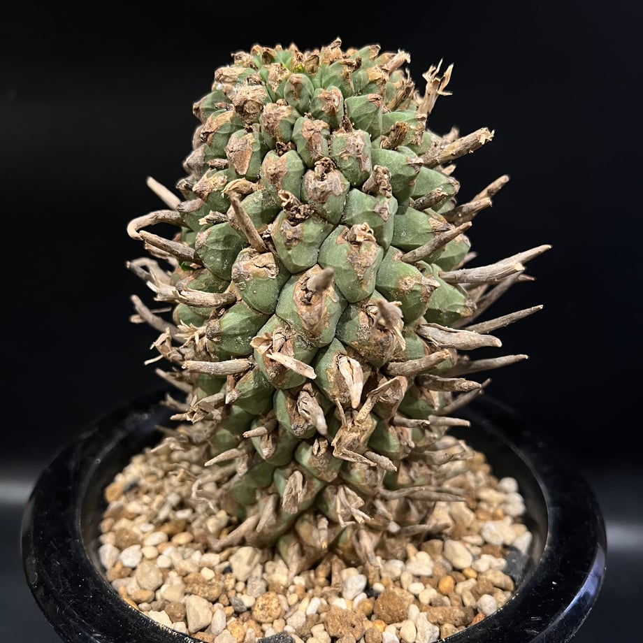 675a97f6ff050403b9fb91dc