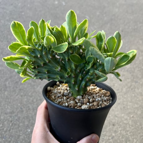 CATEGORY ユーフォルビア | STELLA.PLANTS