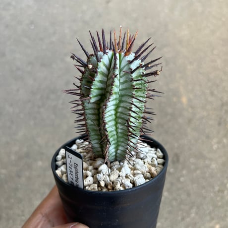 CATEGORY ユーフォルビア | STELLA.PLANTS