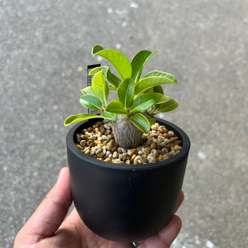 パキポディウム ウインゾリー 3 パキポディウム ウィンゾリー | STELLA