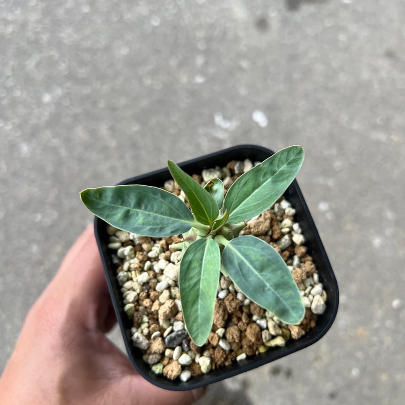 ユーフォルビア ロンギツベルクローサ1 | STELLA.PLANTS