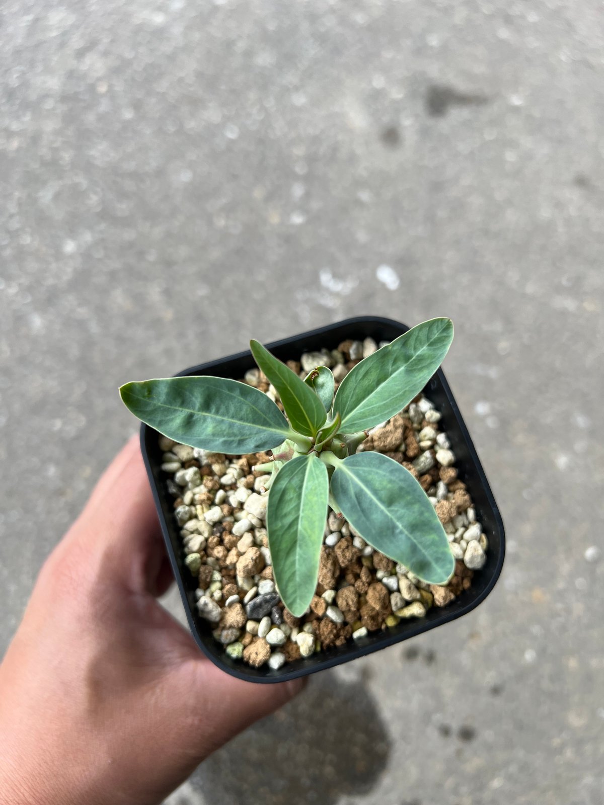 ユーフォルビア ロンギツベルクローサ1 | STELLA.PLANTS