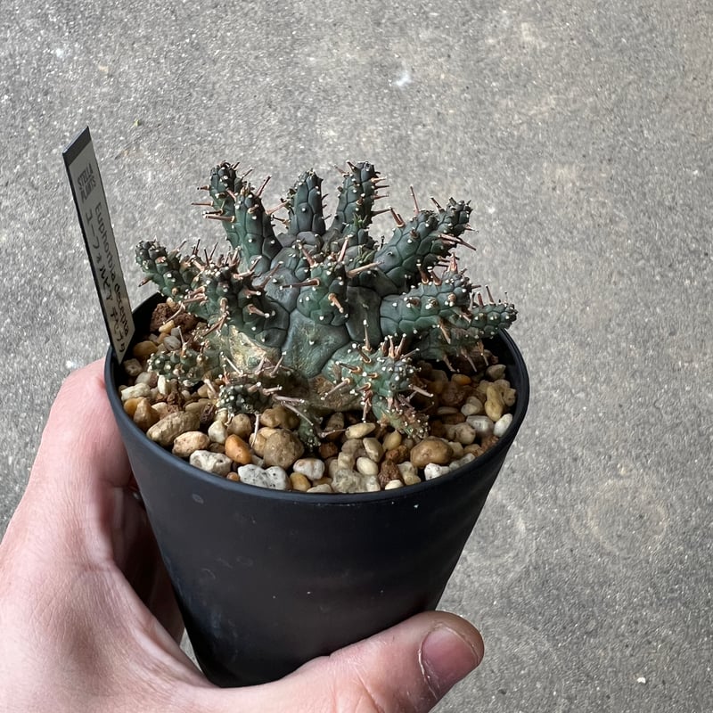 ユーフォルビア デセプタ5 | STELLA.PLANTS