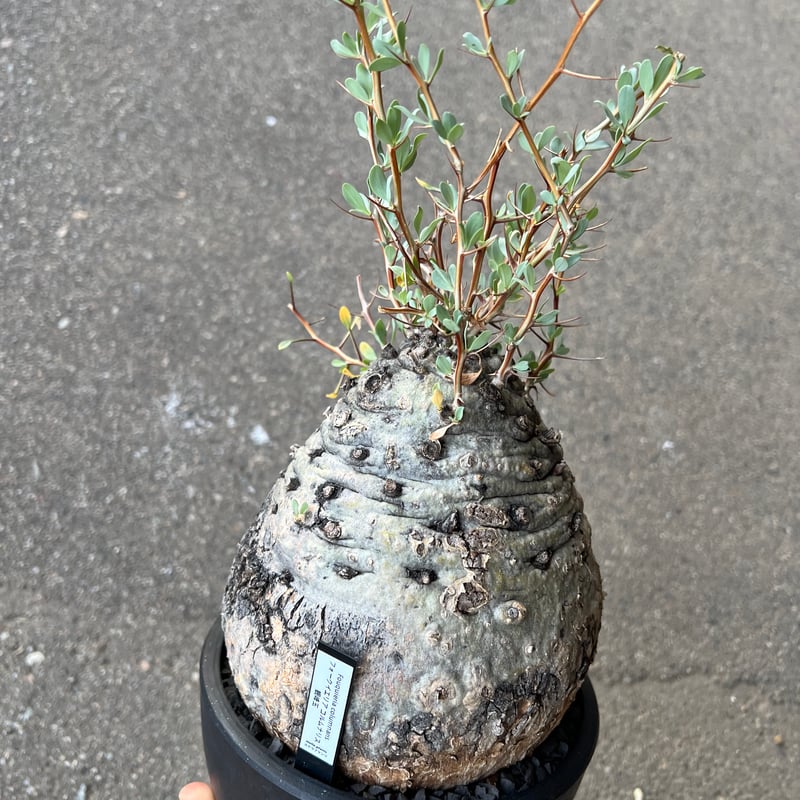 フォークイエリア コルムナリス　観峰玉 フォークイエリア コルムナリス 