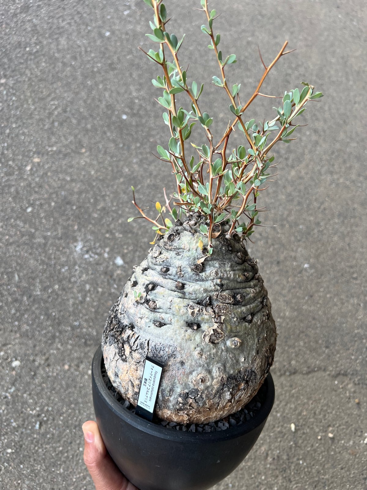 フォークイエリア コルムナリス 観峰玉 | STELLA.PLANTS