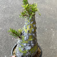 ユーフォルビア ファンシャウェイ1 | STELLA.PLANTS