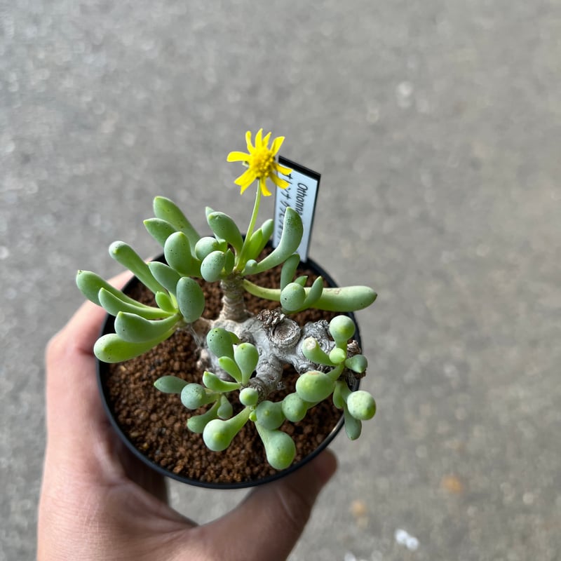 オトンナ クラビフォリア4 | STELLA.PLANTS