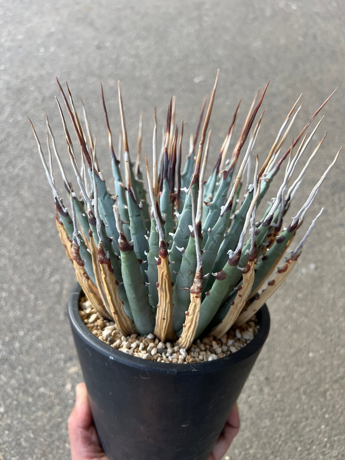 ユタエンシス・エボリスピナ　実生　鉢セット 実生したユタエンシス エボリスピナの育て方【鉢上げ・植え替え