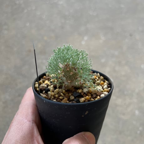 モンソニア ペニクリナム1