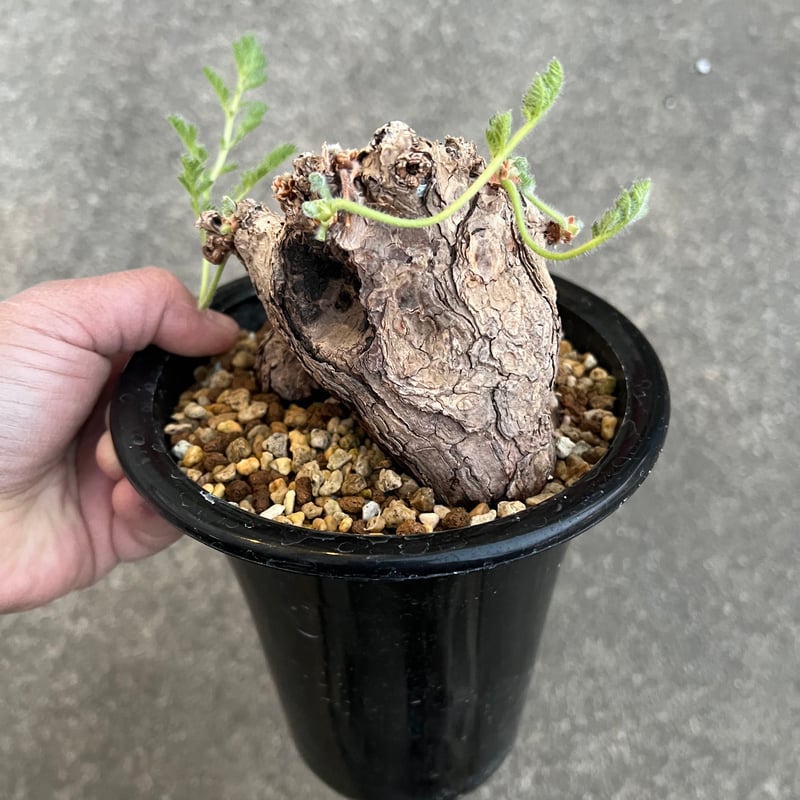 ペラルゴニウム　トリステ　発根済み ペラルゴニウム トリステ 【発根済】HK2402633 | RAFLUM