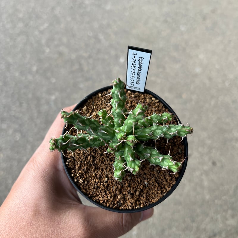 ユーフォルビア アクチノクラダ 2 | STELLA.PLANTS