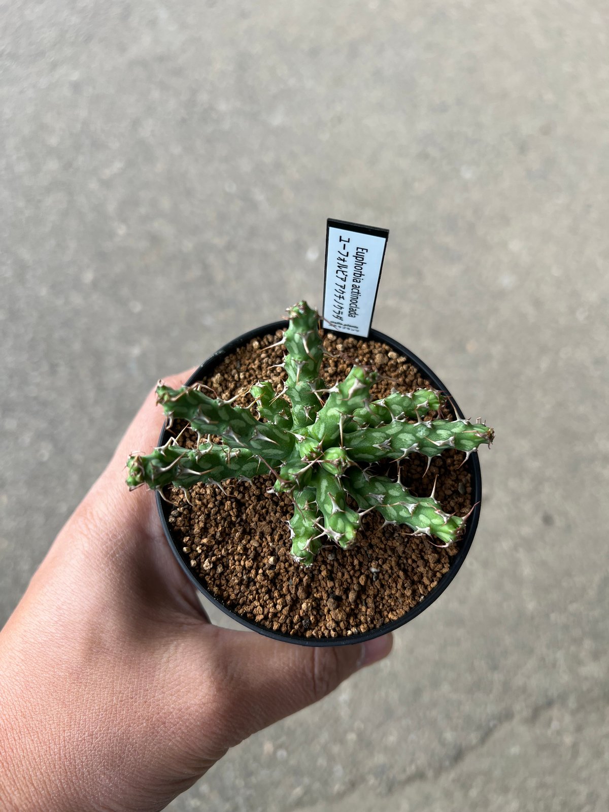 ユーフォルビア アクチノクラダ 2 | STELLA.PLANTS